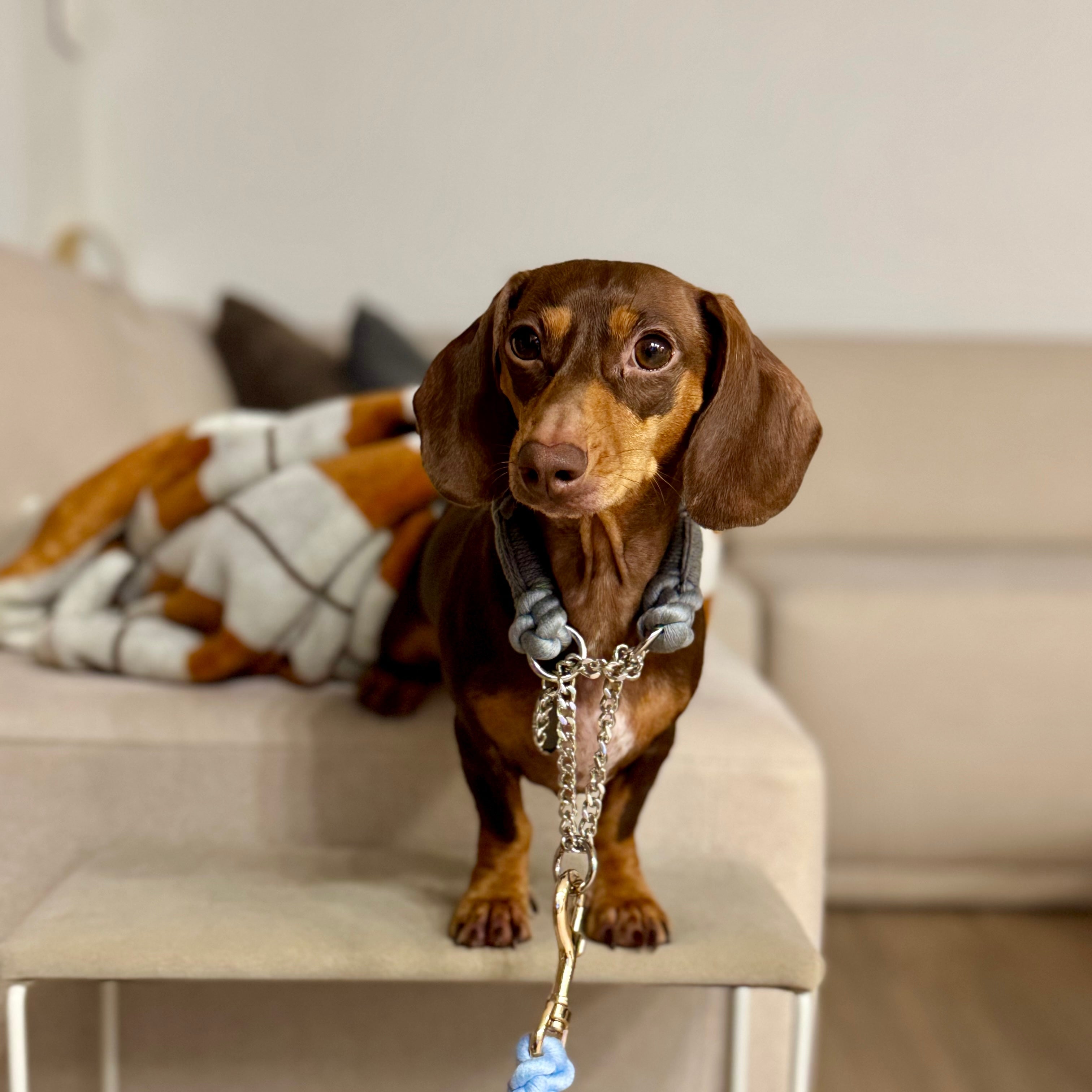 ロープハーフチョーク首輪 全16色