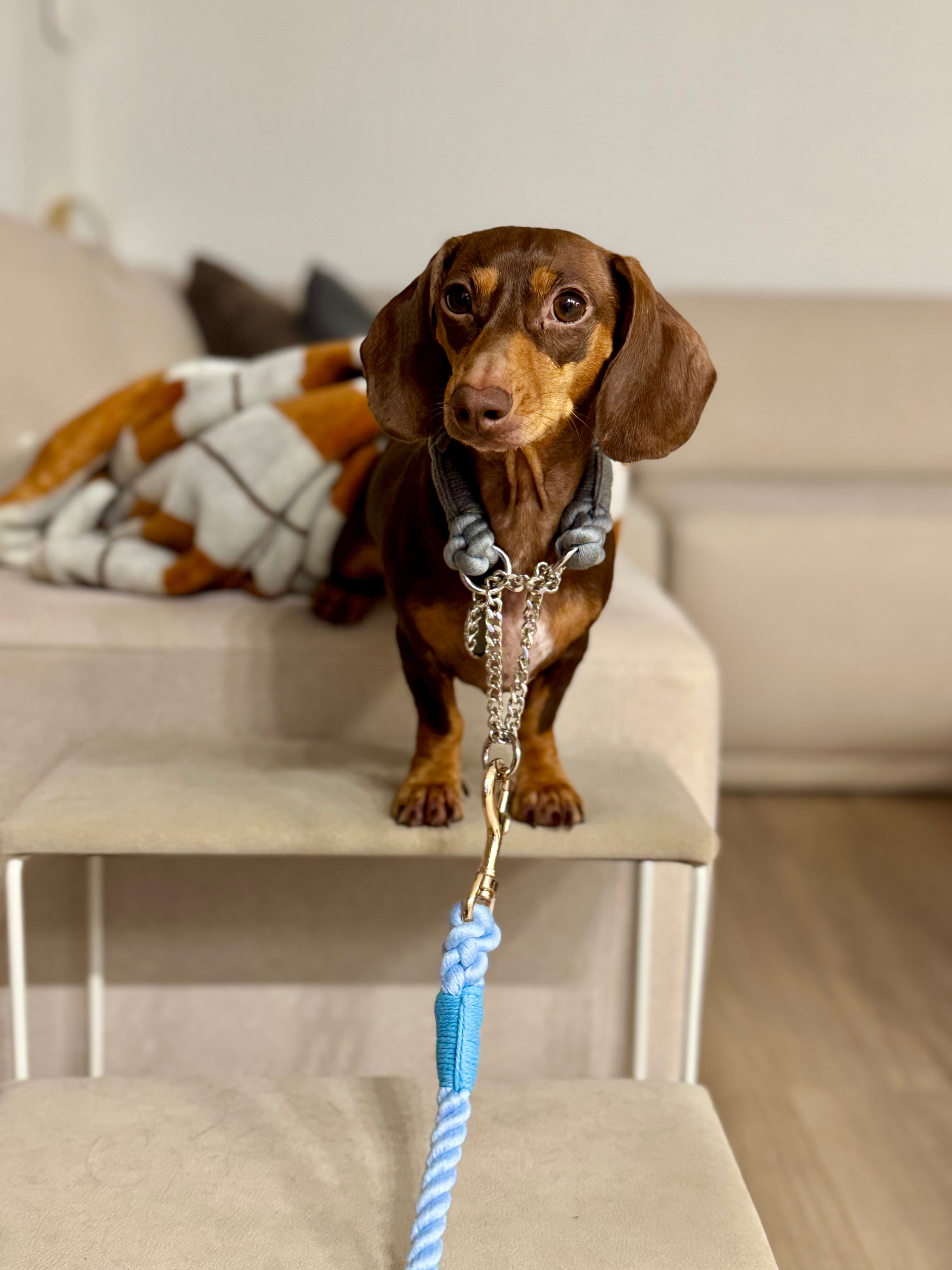 Rope Lead 120cm - SORA & Gold