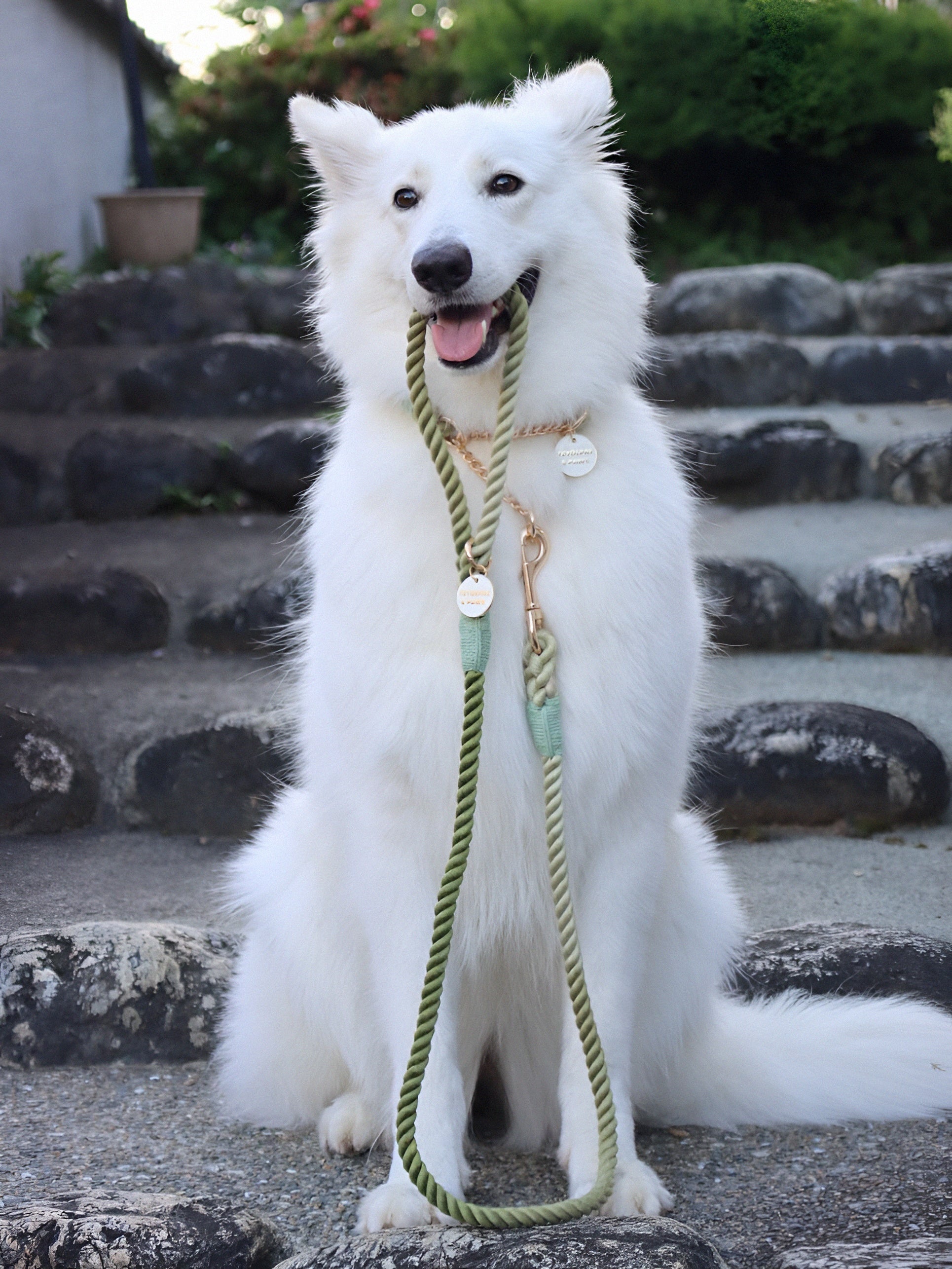 ロープリード120cm/150cm - OLIVE KHAKI/オリーブカーキ <GOLD>