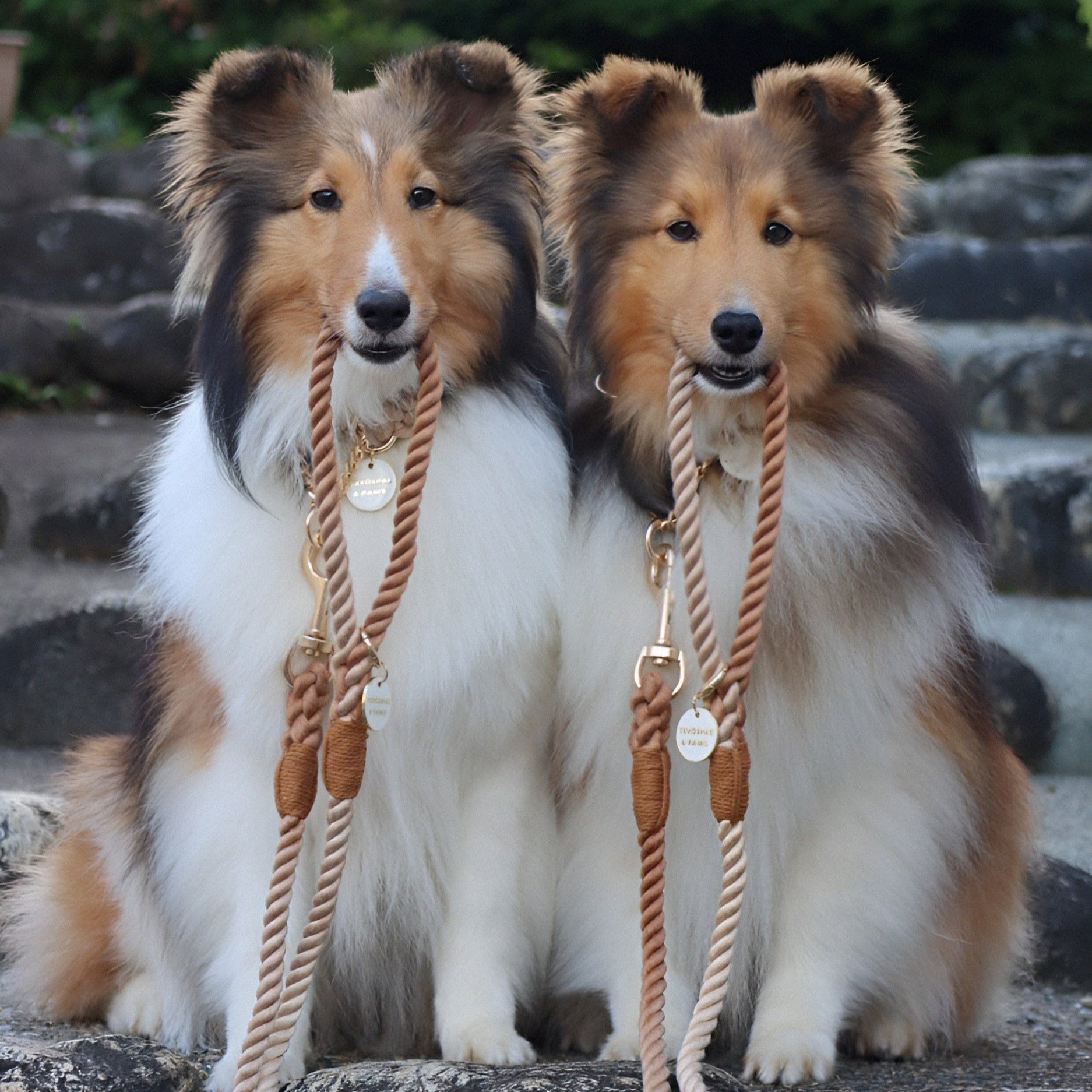 ロープリード120cm/150cm - CAFE LATTE/カフェラテ <GOLD>