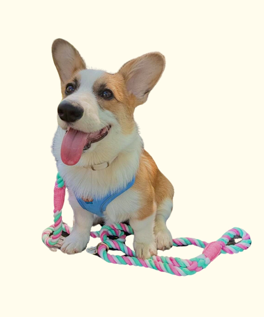 Rope Lead 120cm - LOLLIPOP & Gold