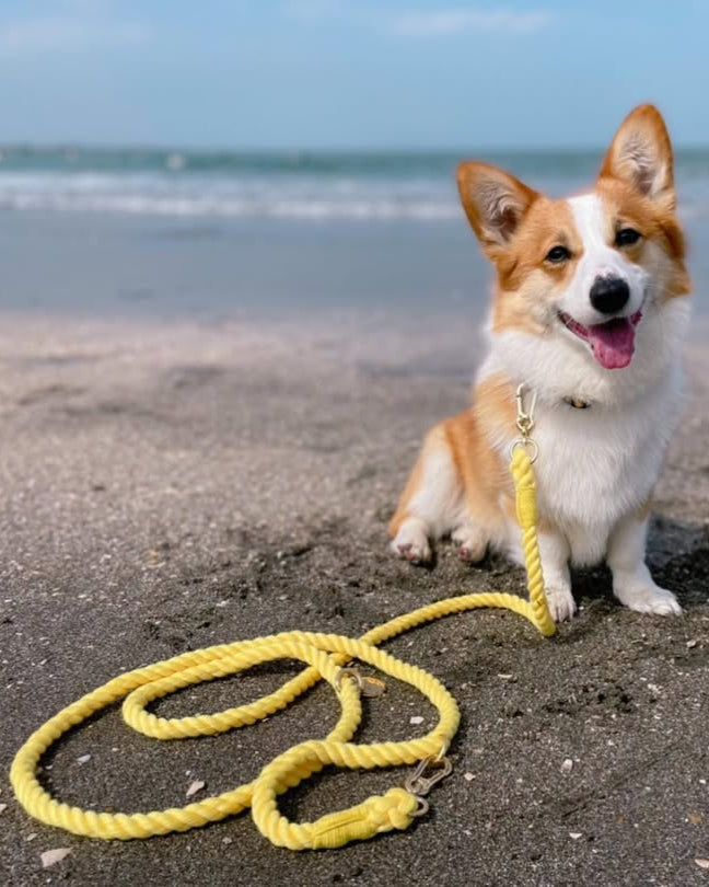 Hands-free rope lead 210cm - LEMON & Silver, thick lever hook snap hook