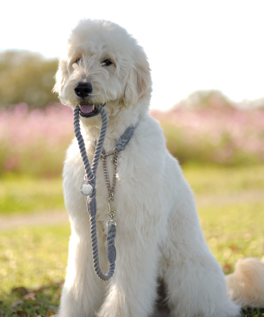 ショートロープリード 60cm 全15色