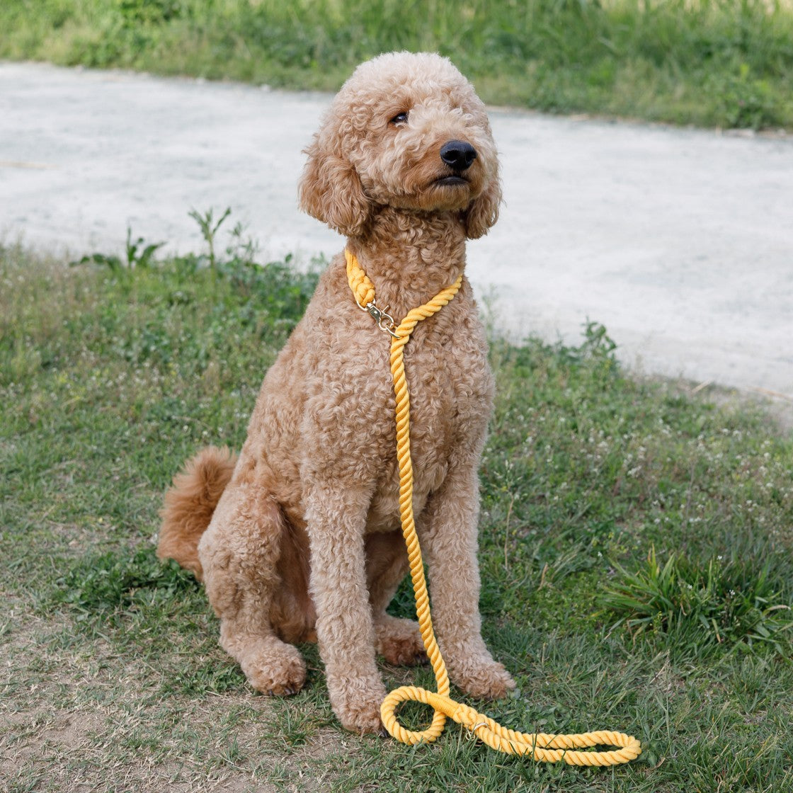 2 in 1 ロープリード|首輪一体型・スリップリードのように使える犬用リード