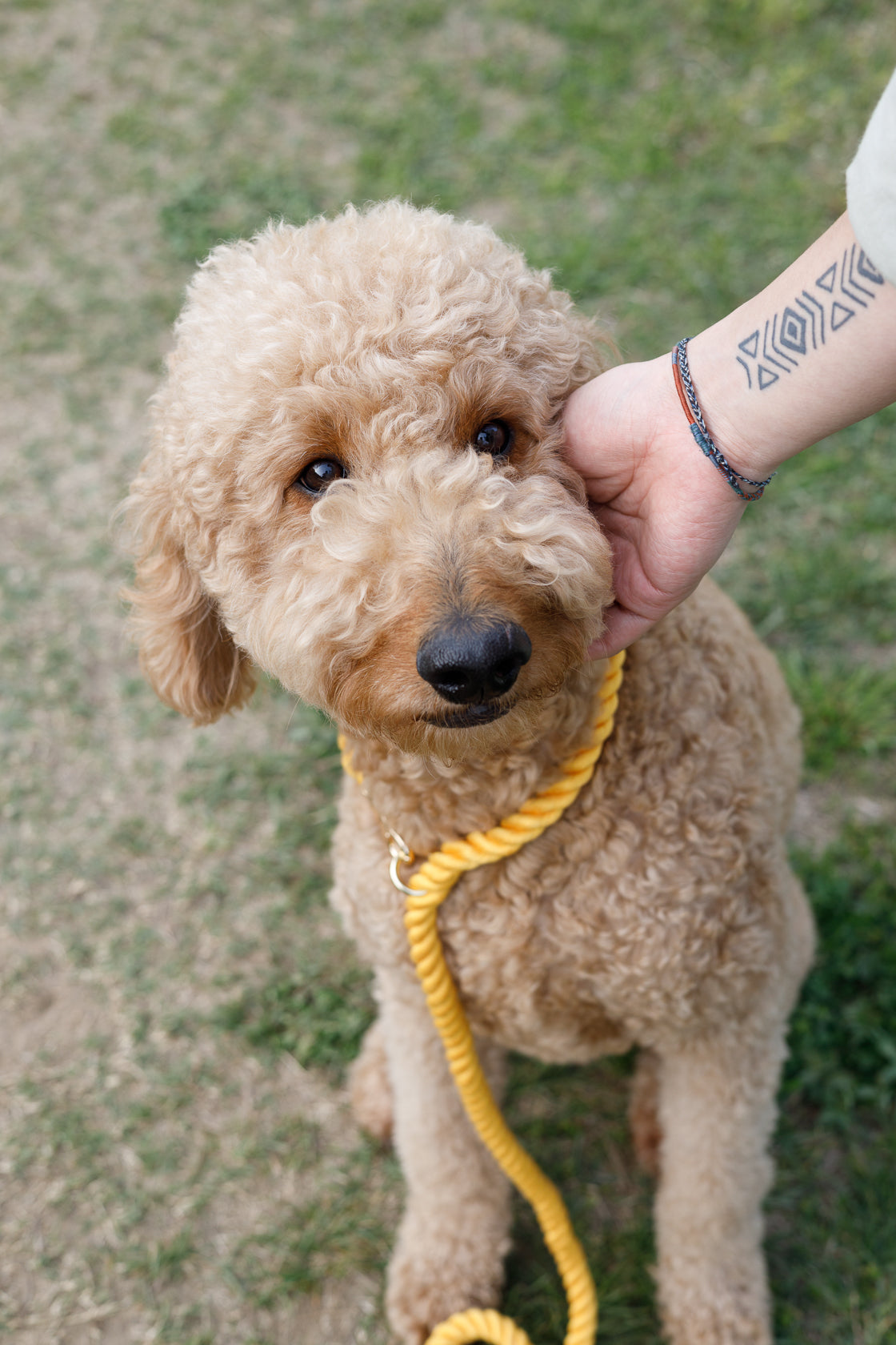 2 in 1 ロープリード 150cm