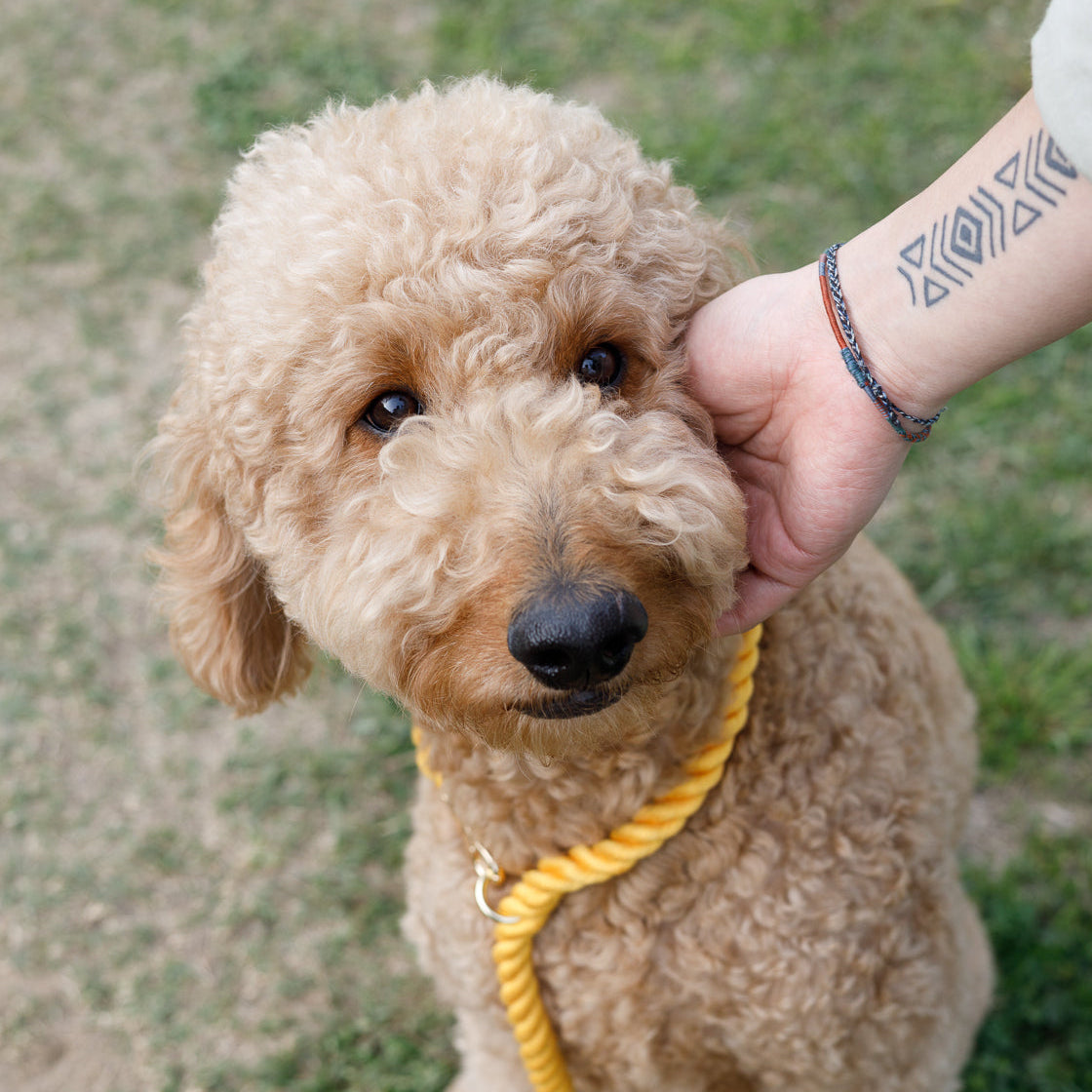 2 in 1 ロープリード|首輪一体型・スリップリードのように使える犬用リード