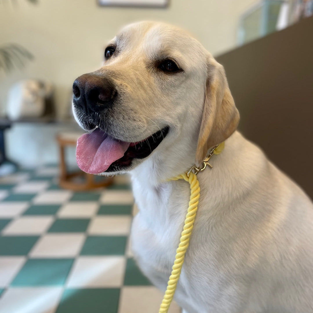 2 in 1 ロープリード|首輪一体型・スリップリードのように使える犬用リード