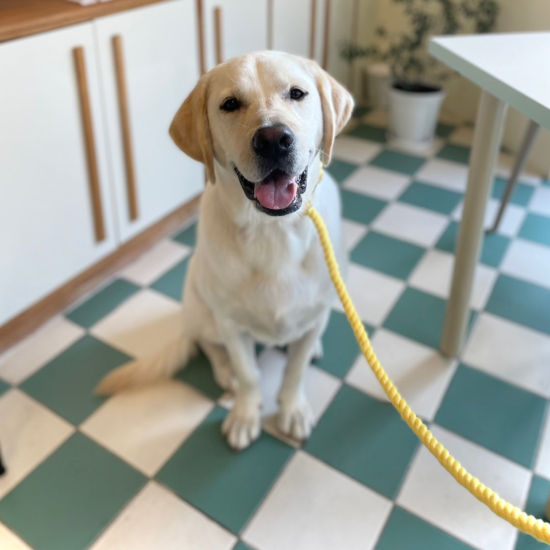 2 in 1 ロープリード|首輪一体型・スリップリードのように使える犬用リード