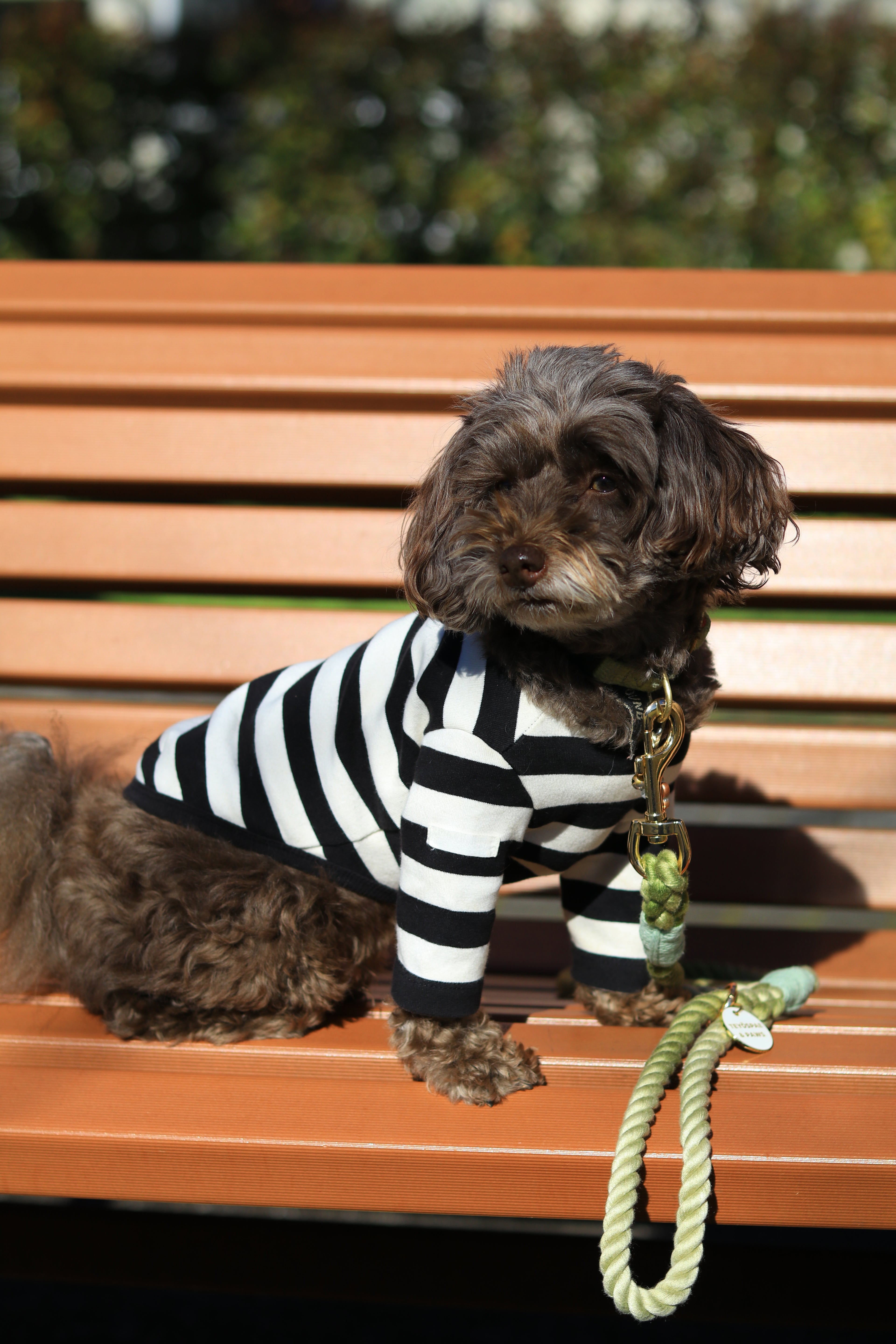 ロープリード120cm/150cm - OLIVE KHAKI/オリーブカーキ <GOLD>