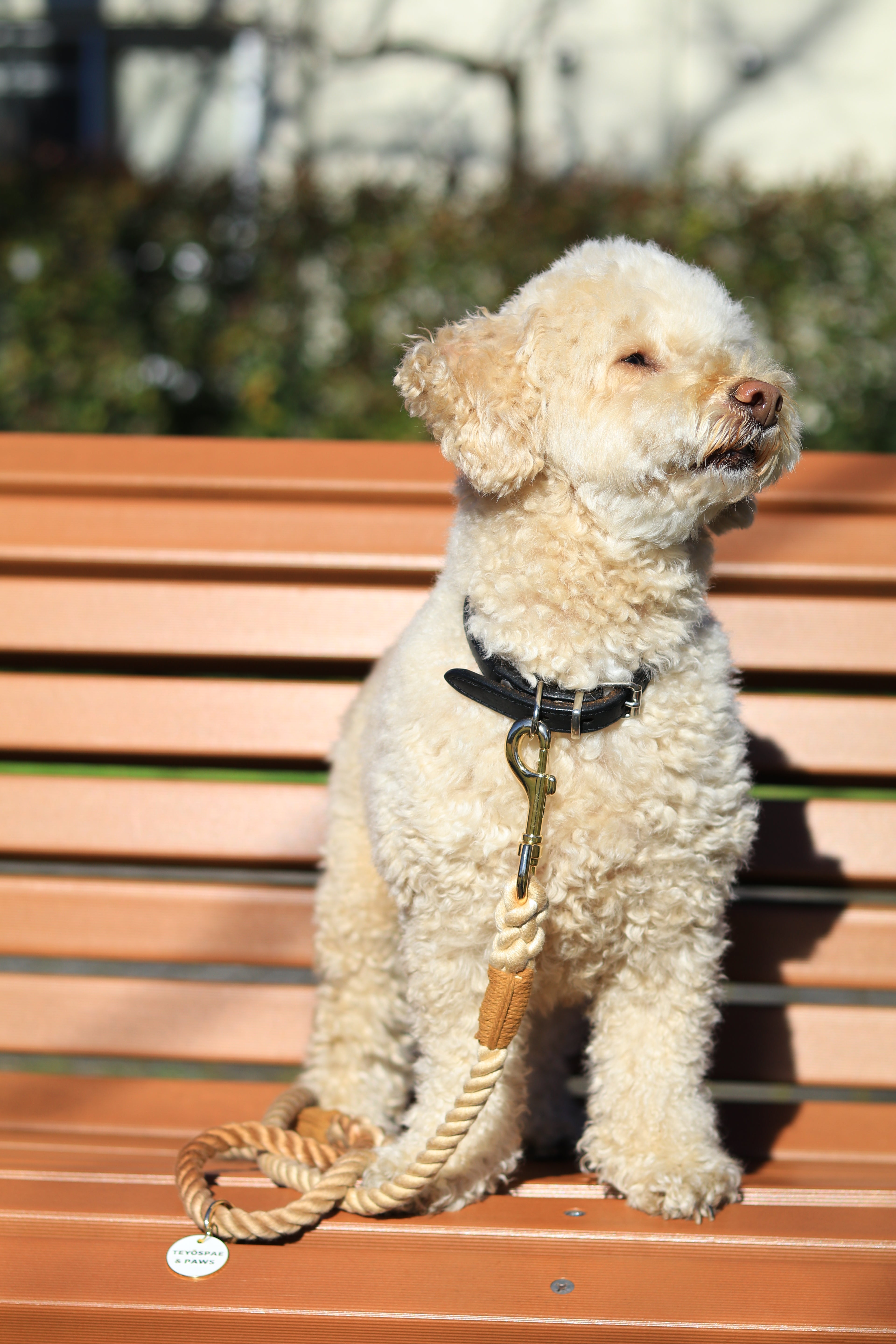 ロープリード120cm/150cm - CAFE LATTE/カフェラテ <GOLD>