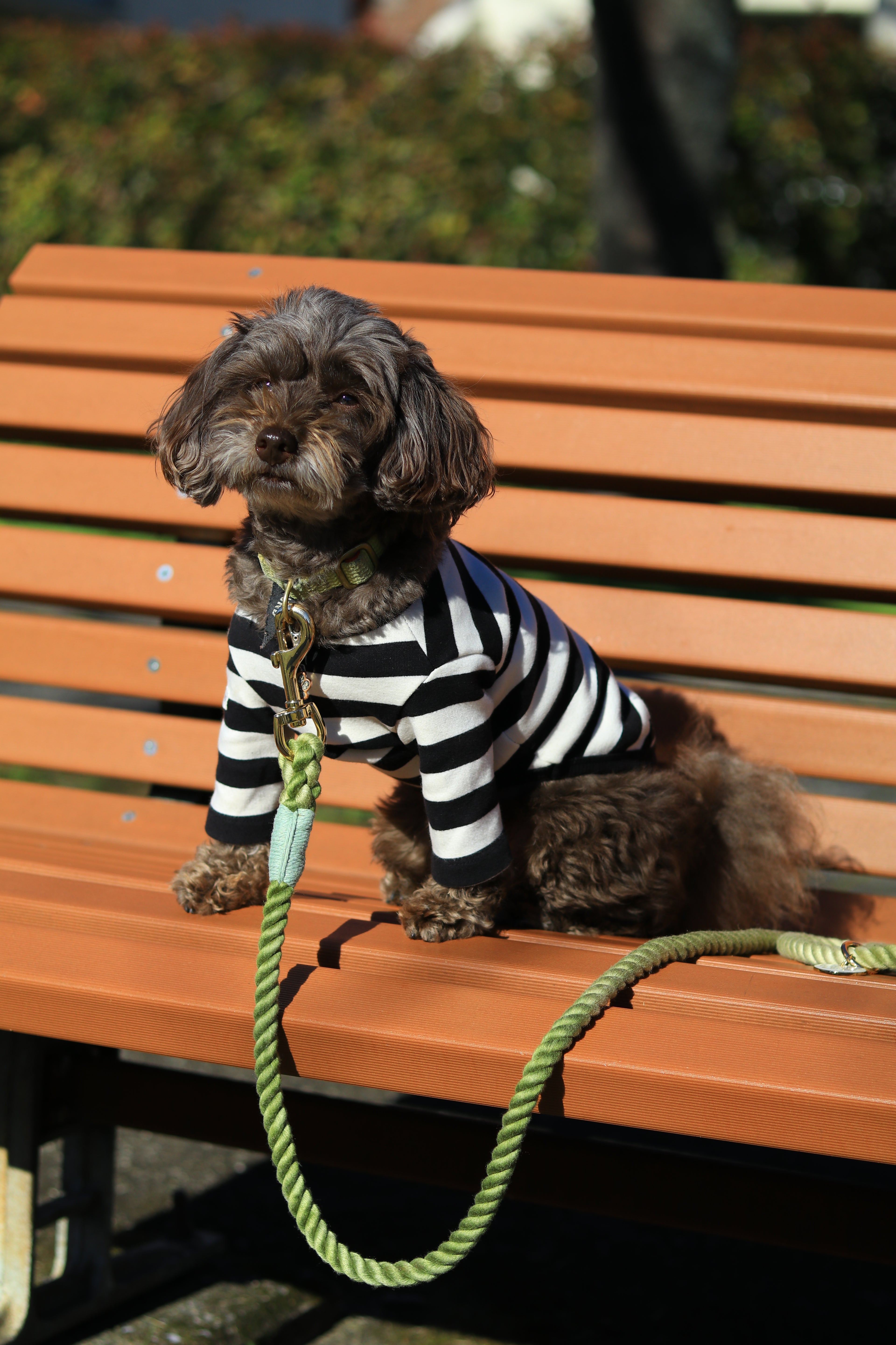 ロープリード120cm/150cm - OLIVE KHAKI/オリーブカーキ <GOLD>