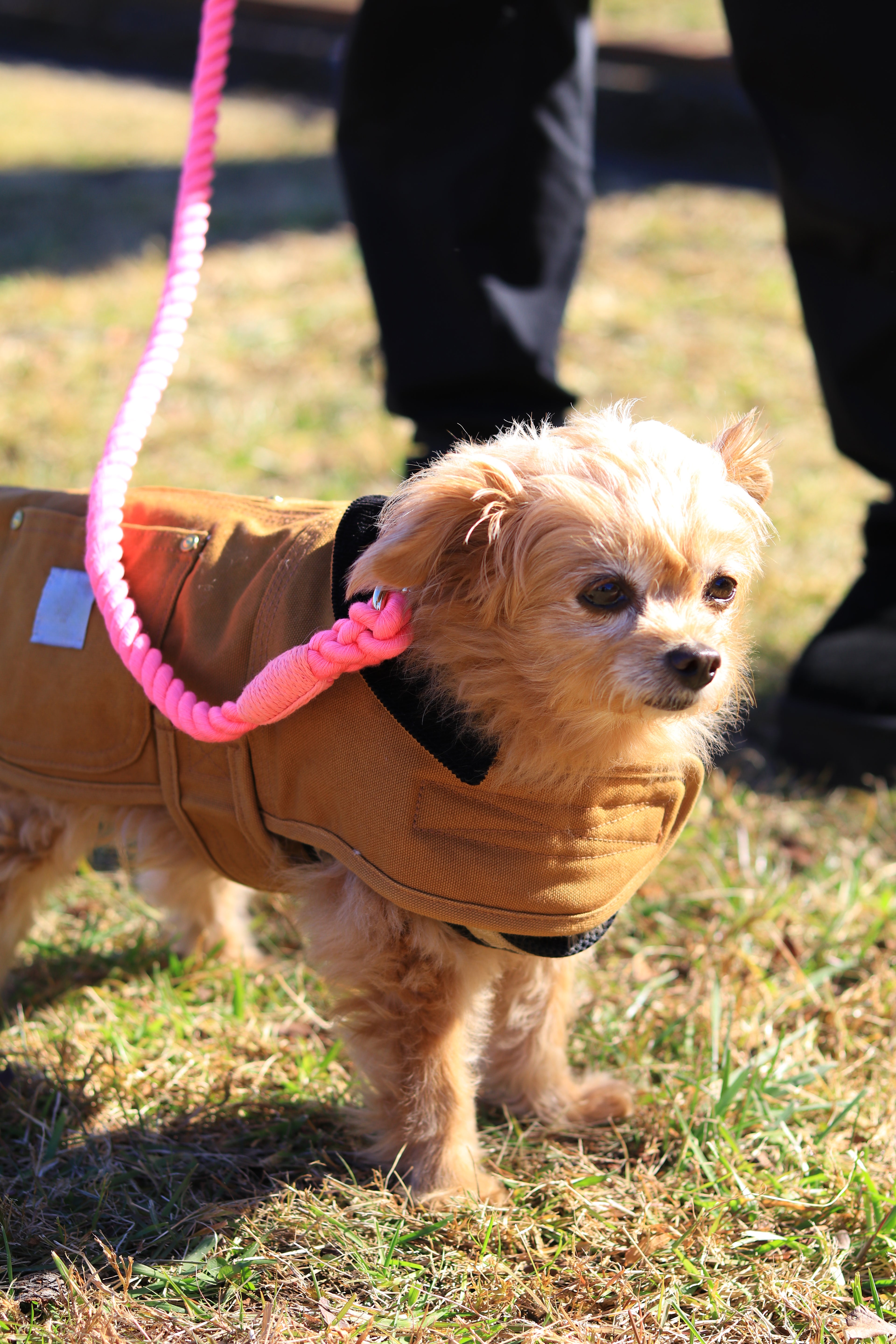 ロープリード120cm/150cm - FLAMINGO PINK/フラミンゴピンク <GOLD>