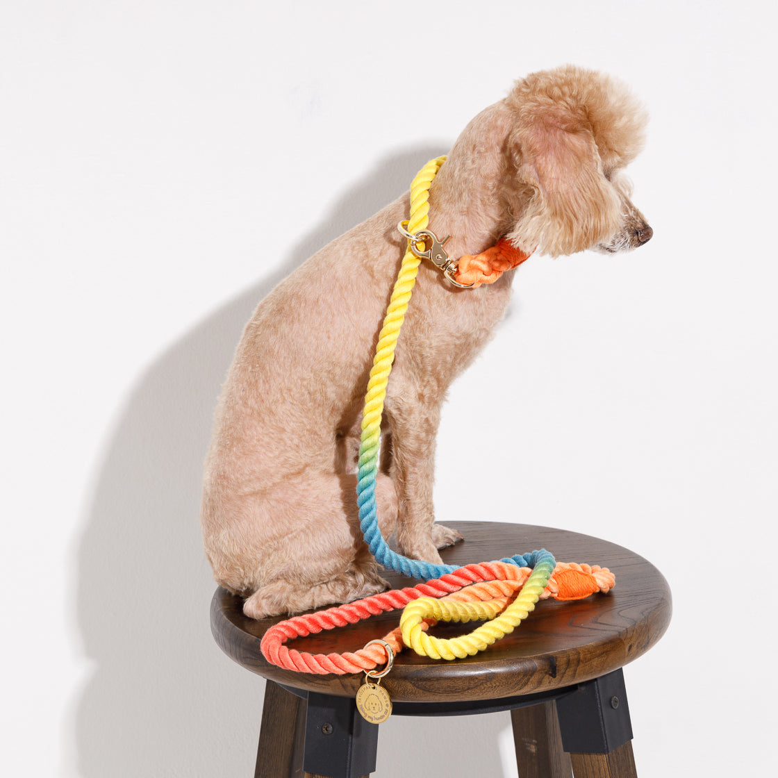 2 in 1 ロープリード|首輪一体型・スリップリードのように使える犬用リード