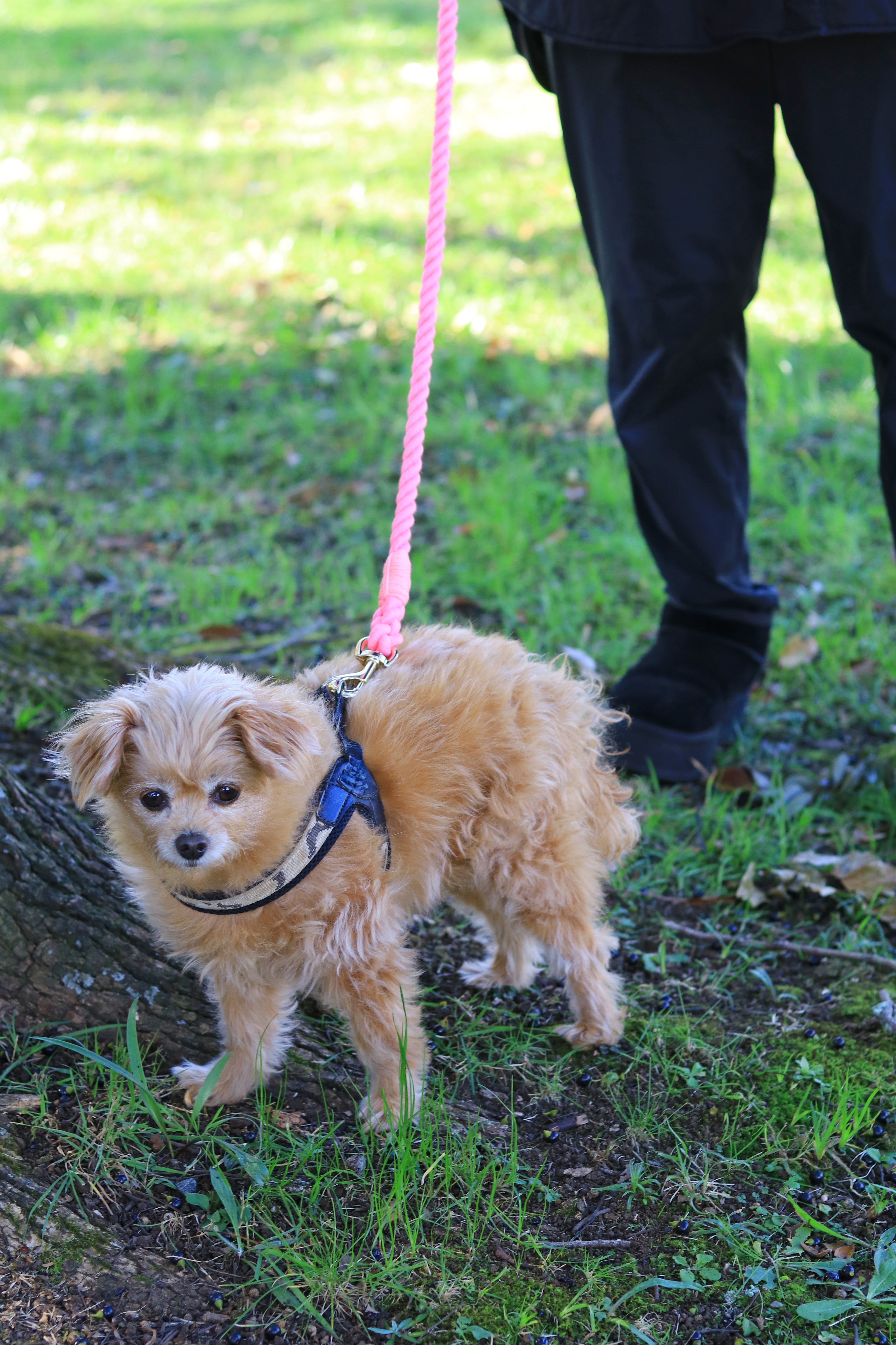ロープリード120cm/150cm - FLAMINGO PINK/フラミンゴピンク <GOLD>