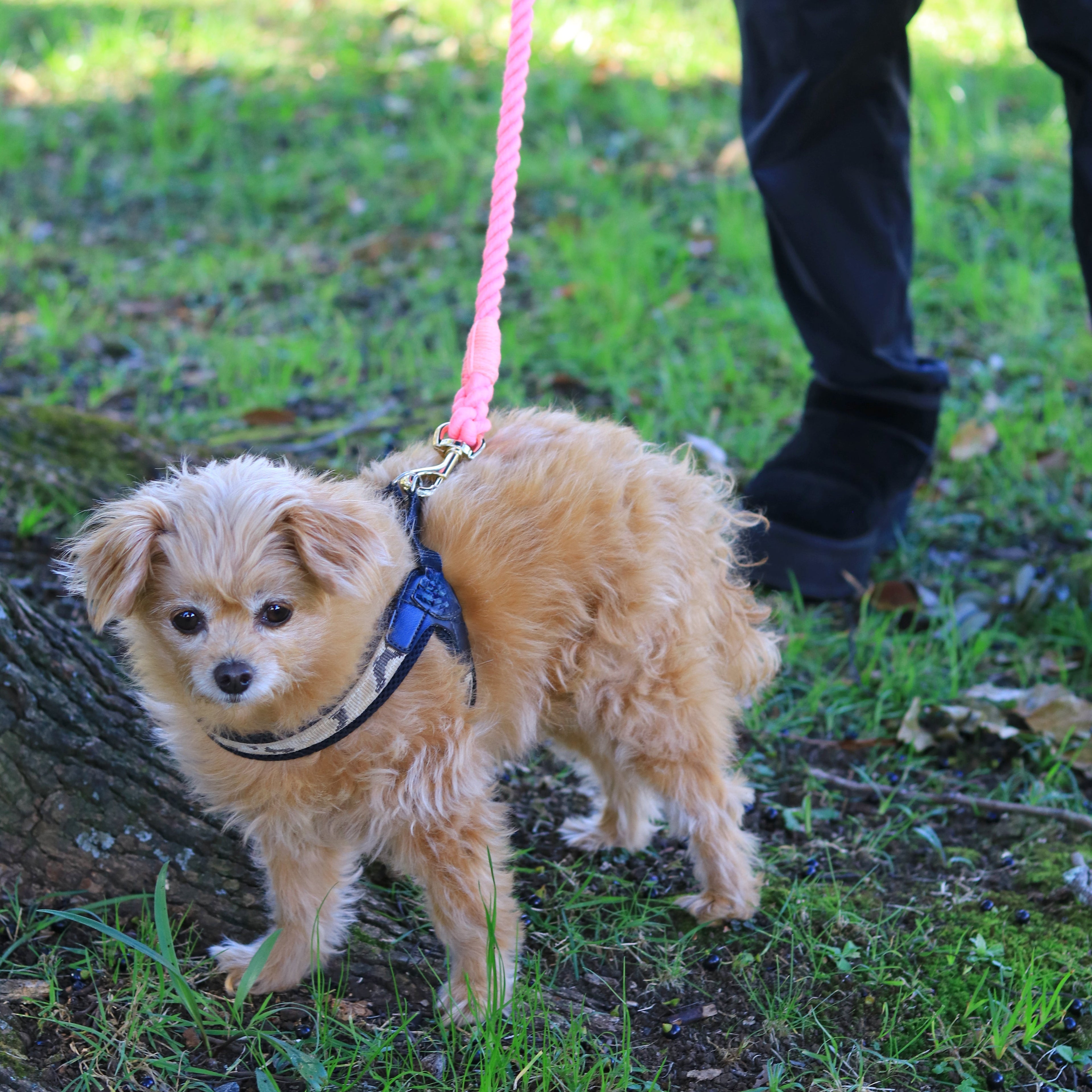 ロープリード120cm/150cm - FLAMINGO PINK/フラミンゴピンク <GOLD>