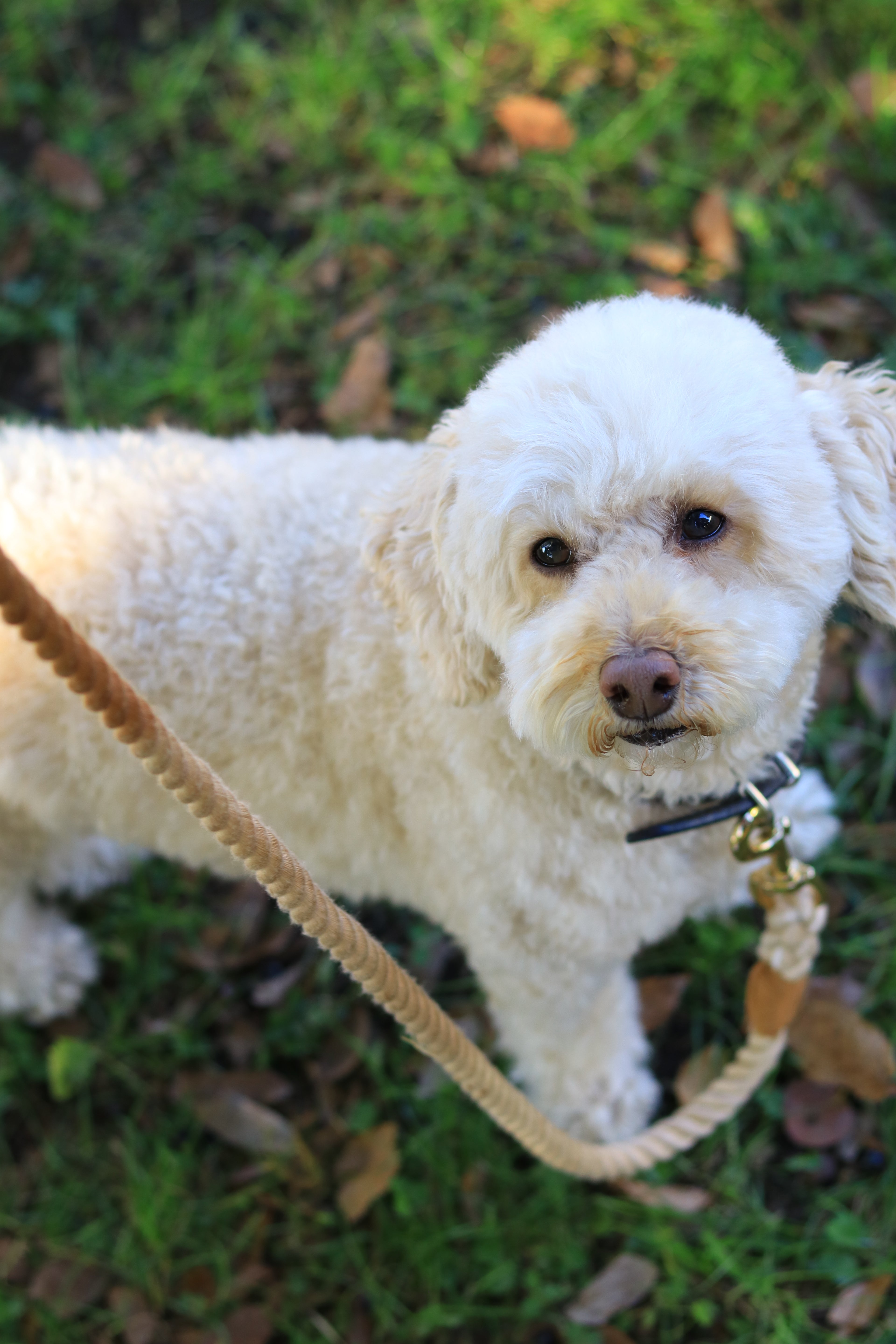 ロープリード120cm/150cm - CAFE LATTE/カフェラテ <GOLD>