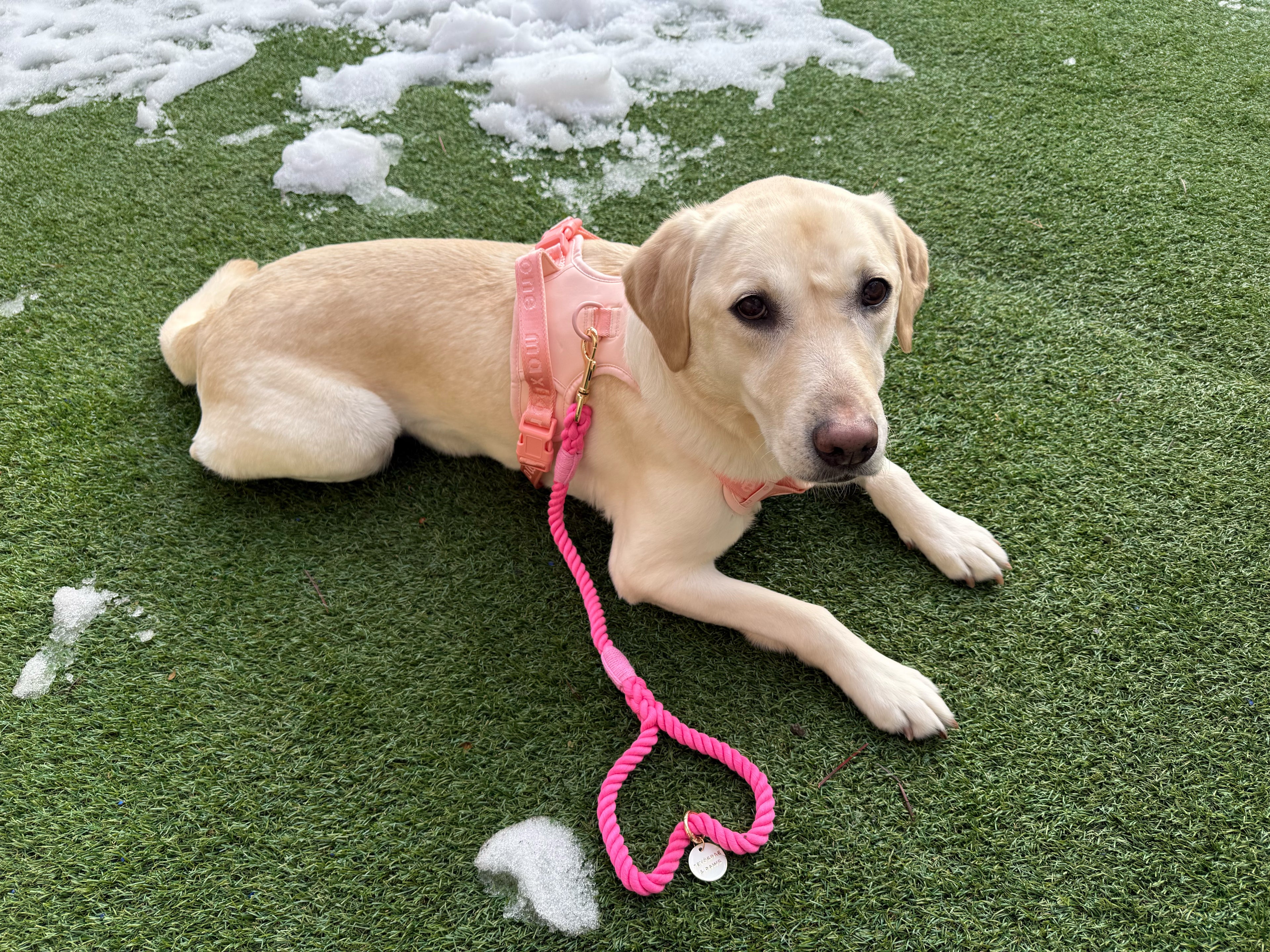 ショートロープリード 60cm 新色もあります!