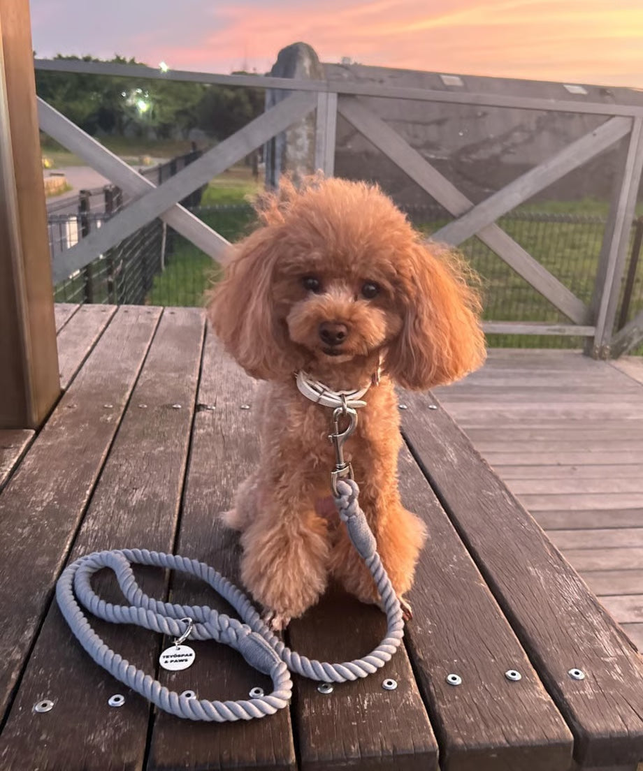 Rope Lead 120cm - GRAY & Silver