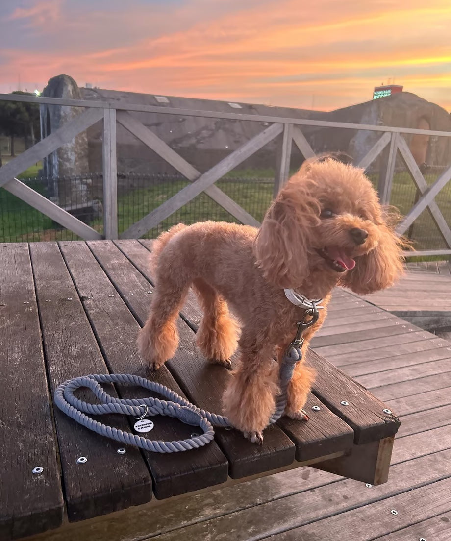 Rope Lead 120cm - GRAY & Silver