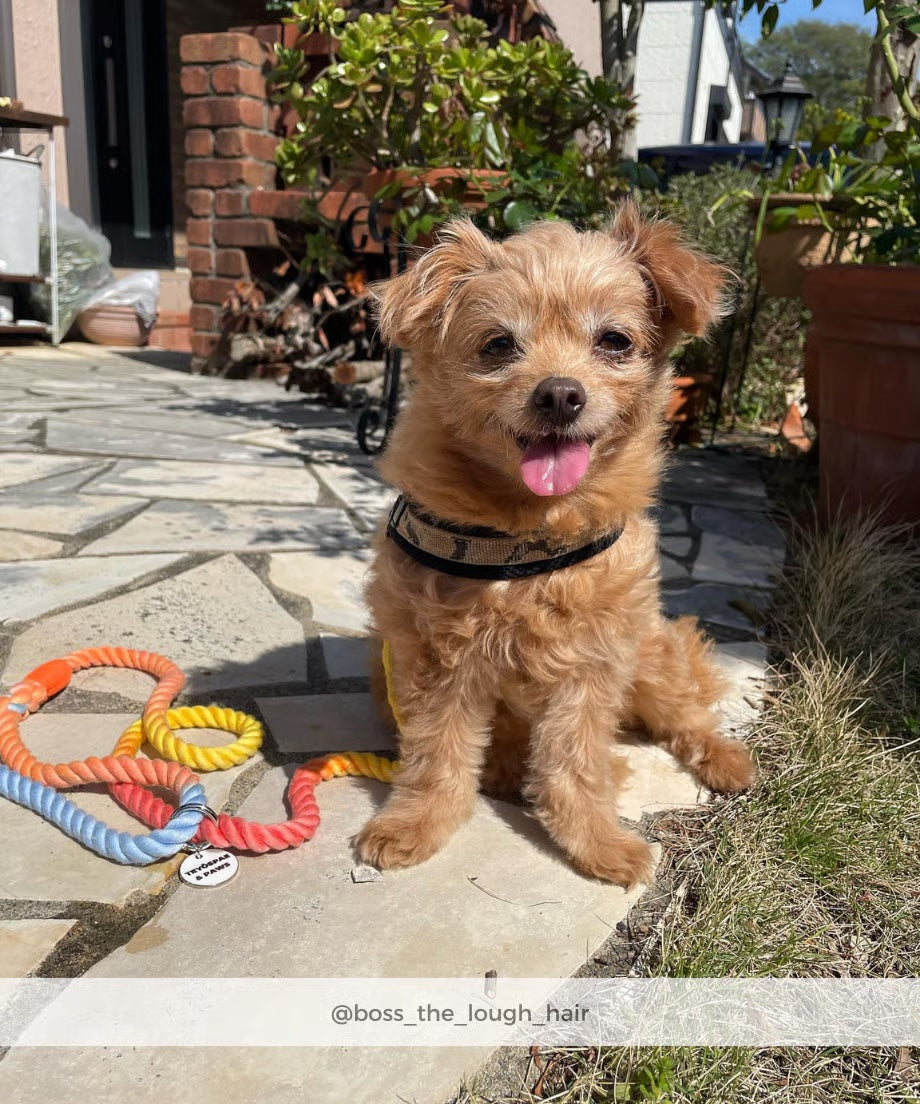 ロープリード 120cm - RAINBOW / レインボー