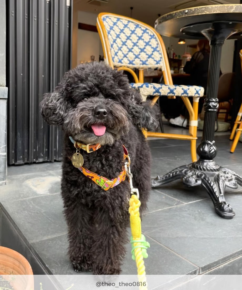 Rope Lead 120cm - LEMON &lt;Silver&gt;