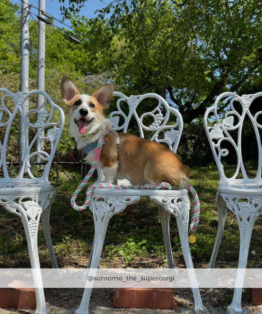 Rope Lead 120cm - LOLLIPOP & Gold