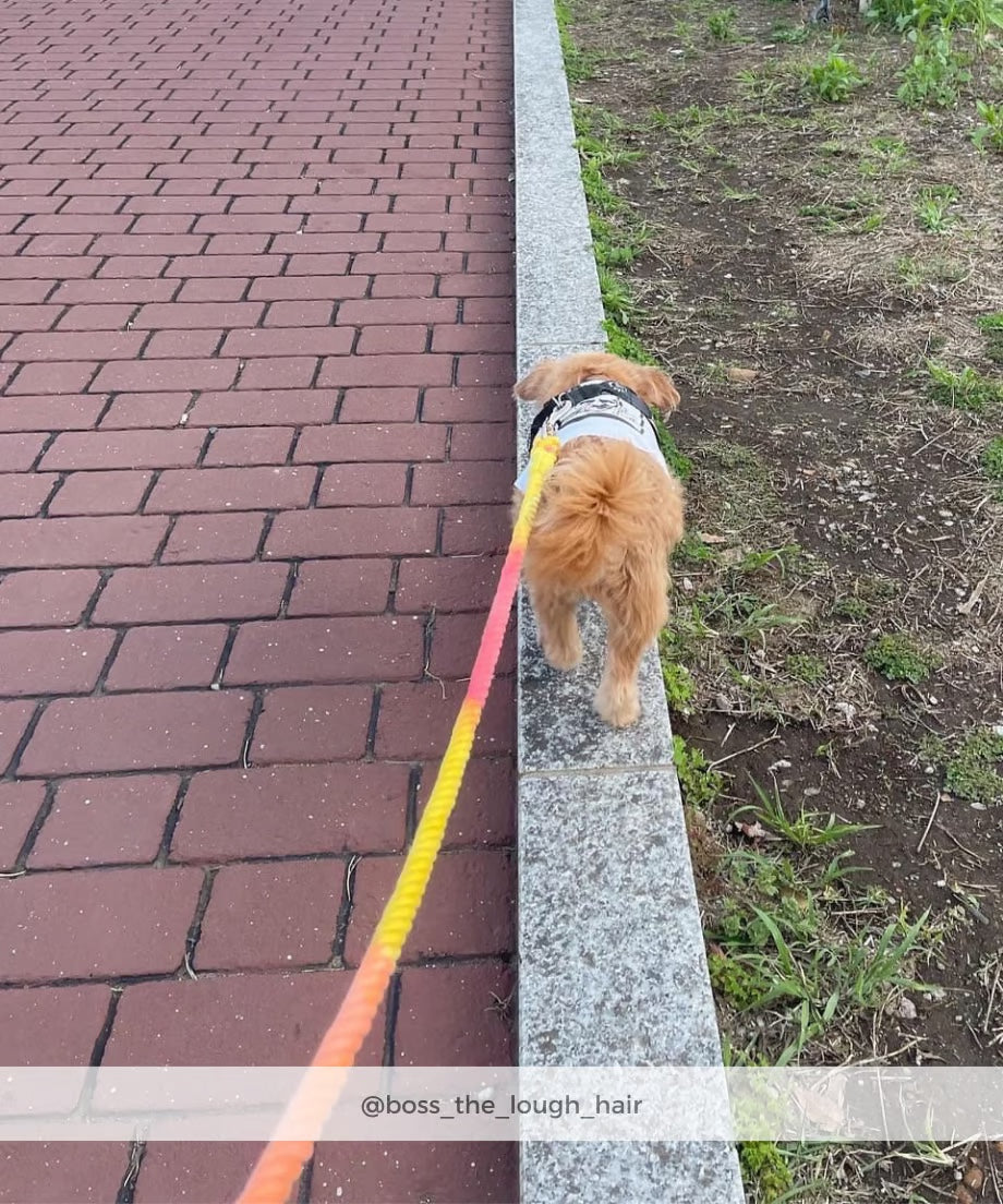 ロープリード 120cm - RAINBOW / レインボー