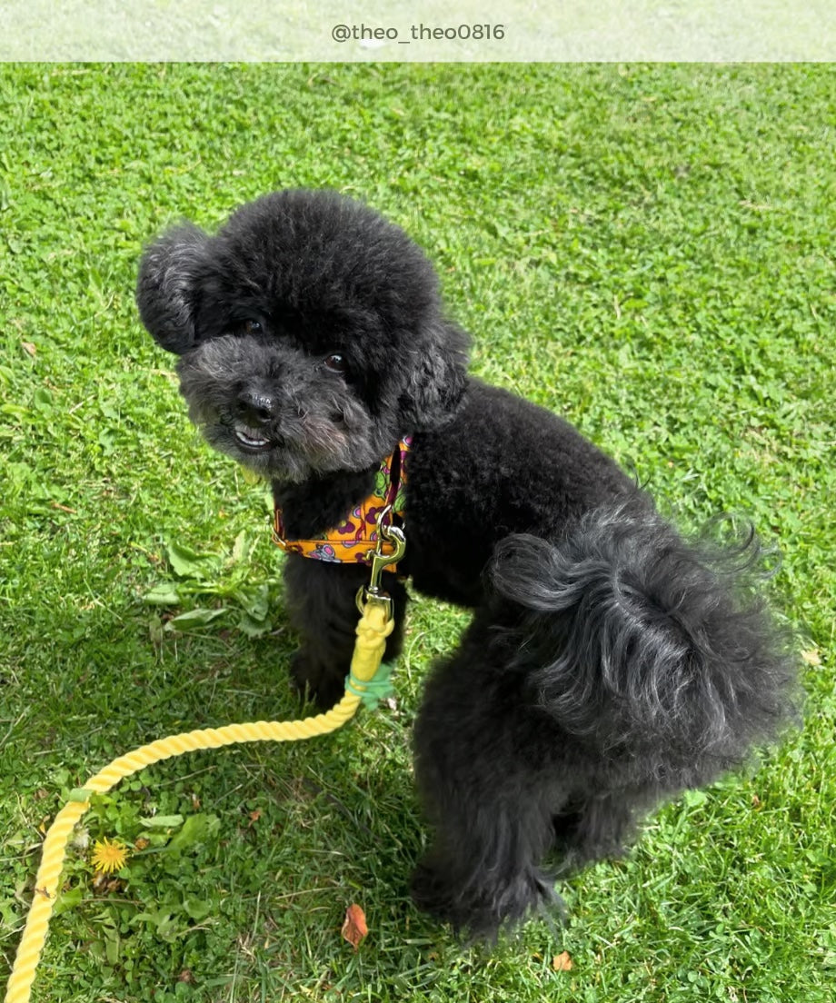 Rope Lead 120cm - LEMON &lt;Silver&gt;