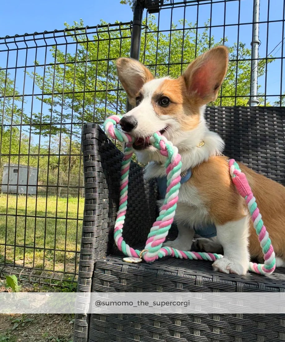 Rope Lead 120cm - LOLLIPOP & Gold