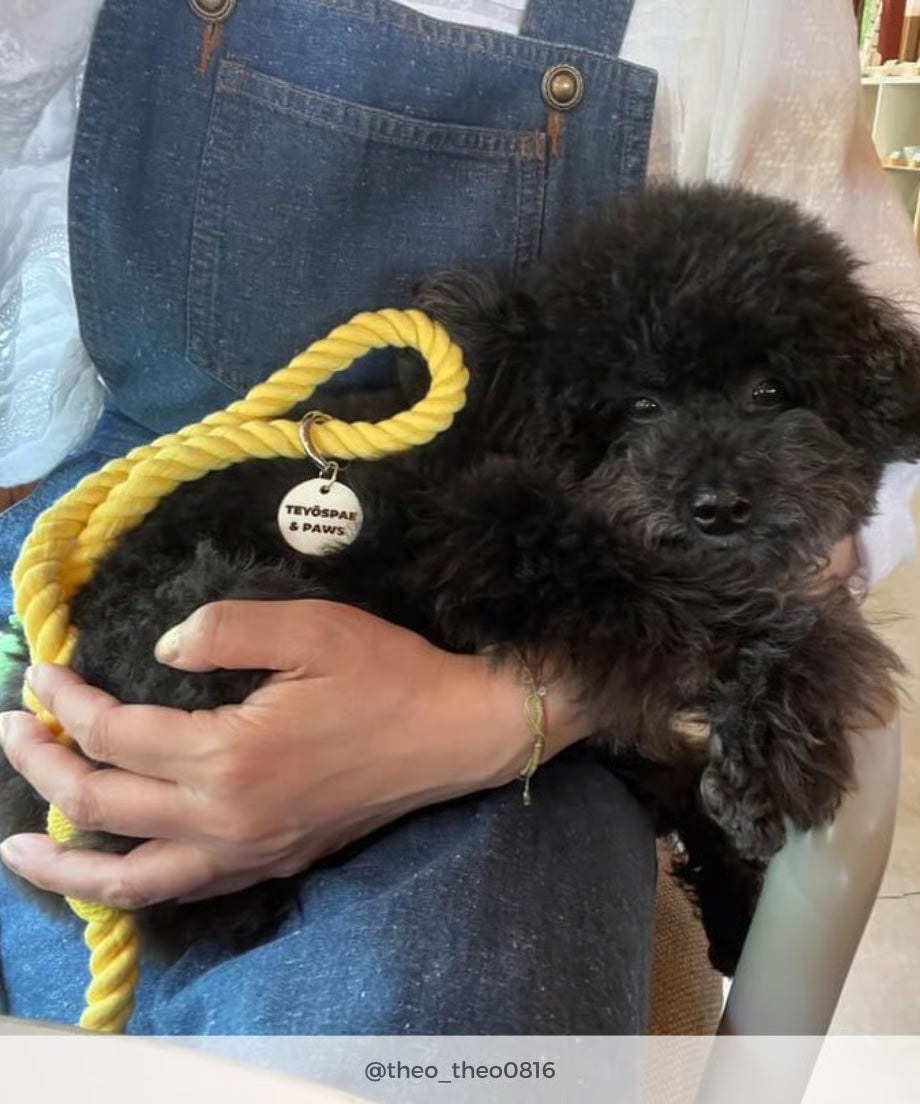 Rope Lead 120cm - LEMON &lt;Silver&gt;