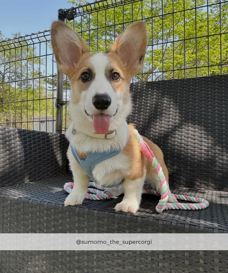 Rope Lead 120cm - LOLLIPOP & Gold