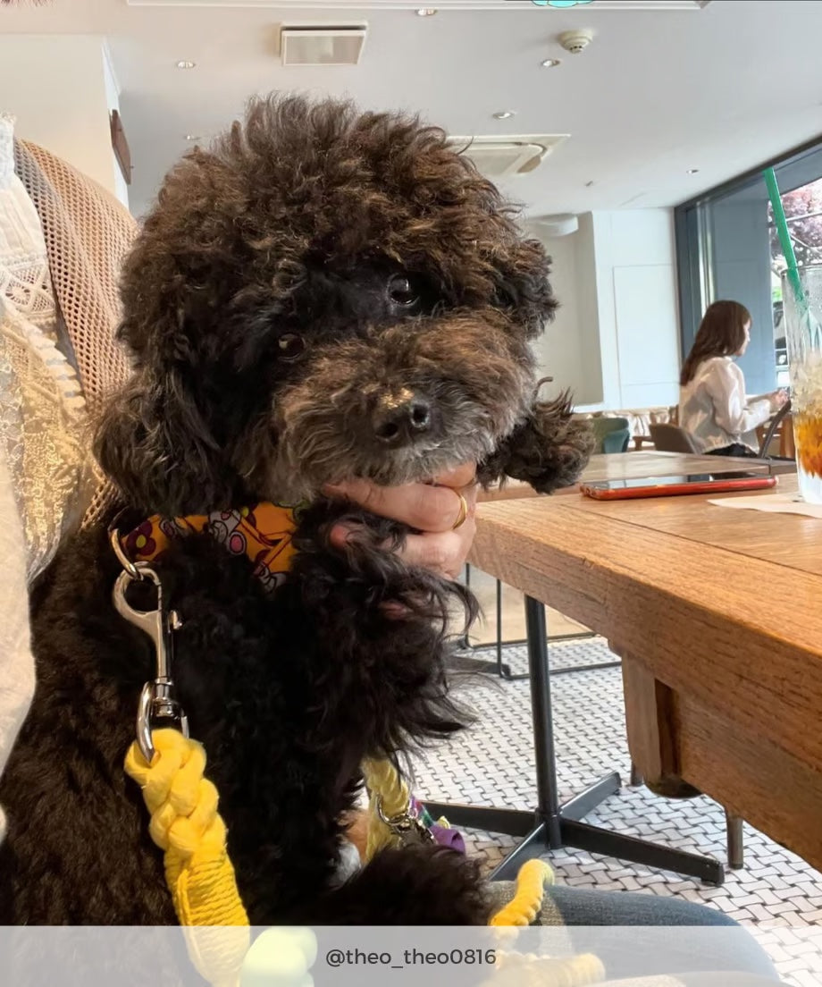 Rope Lead 120cm - LEMON &lt;Silver&gt;