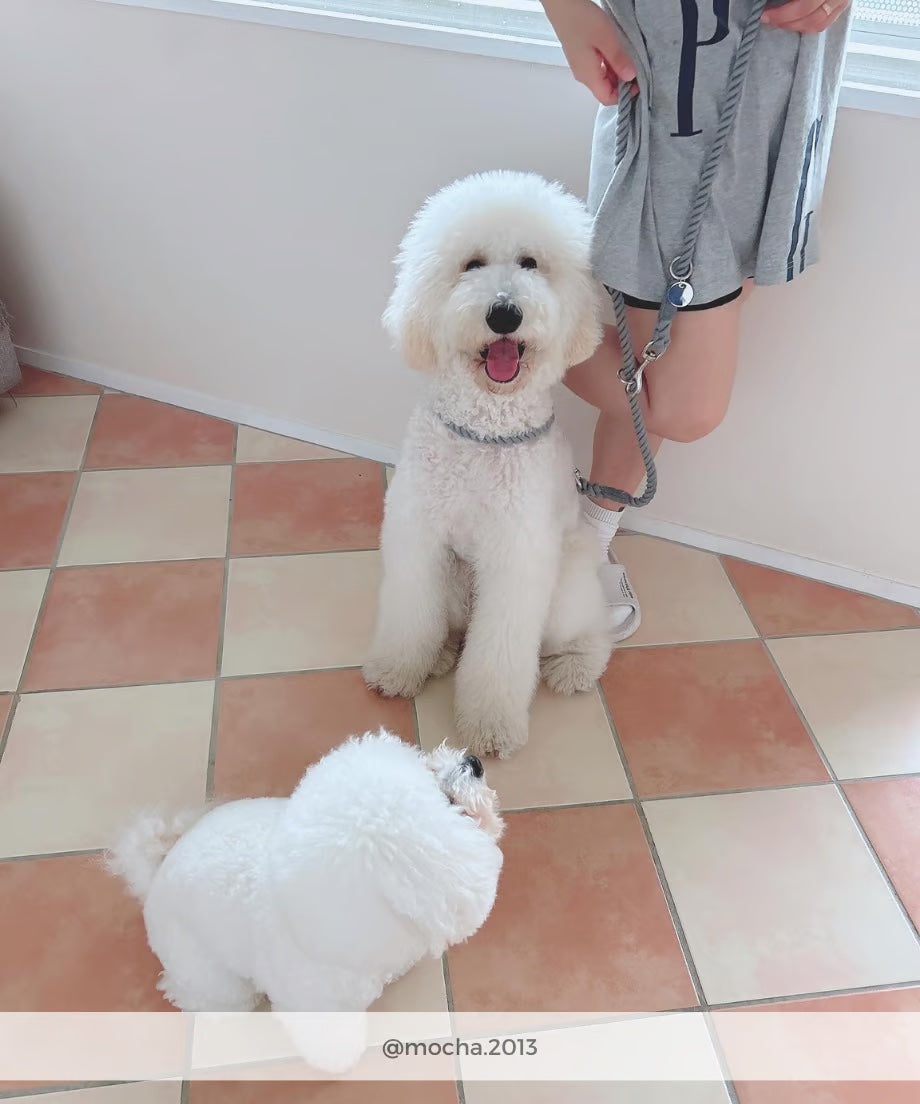 Hands-free rope lead 210cm -GRAY