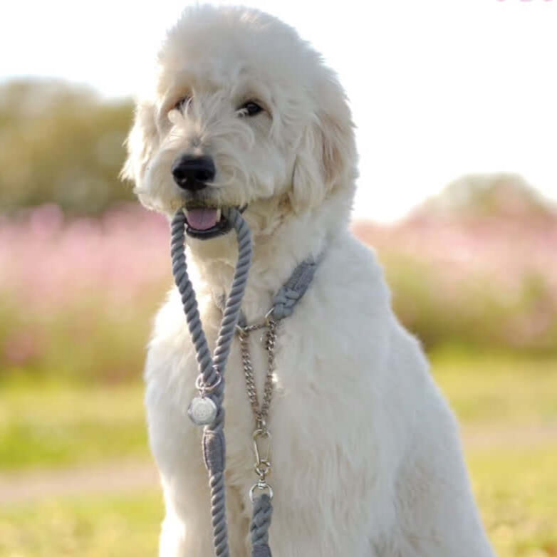 ロープハーフチョーク首輪 全16色