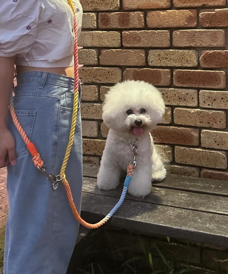 Hands-free rope lead 210cm - RAINBOW & Silver, thick lever hook snap hook