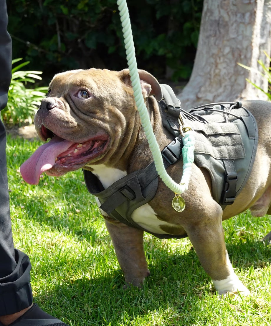 Hands-free rope lead 210cm - WAKABA & Gold, thick lever hook snap hook