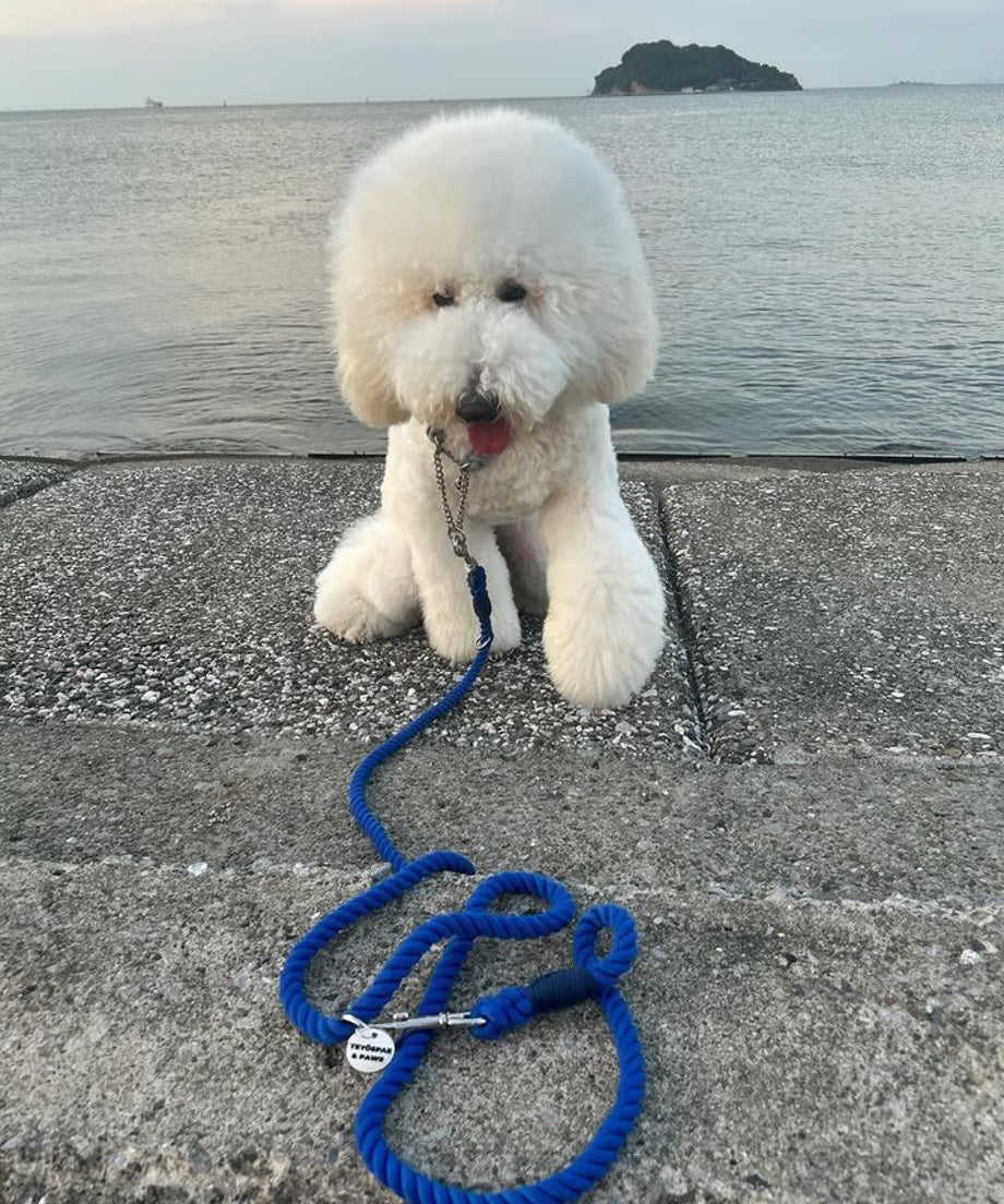 肩掛け ハンズフリーロープリード 210cm - UMI/海 <SILVER>