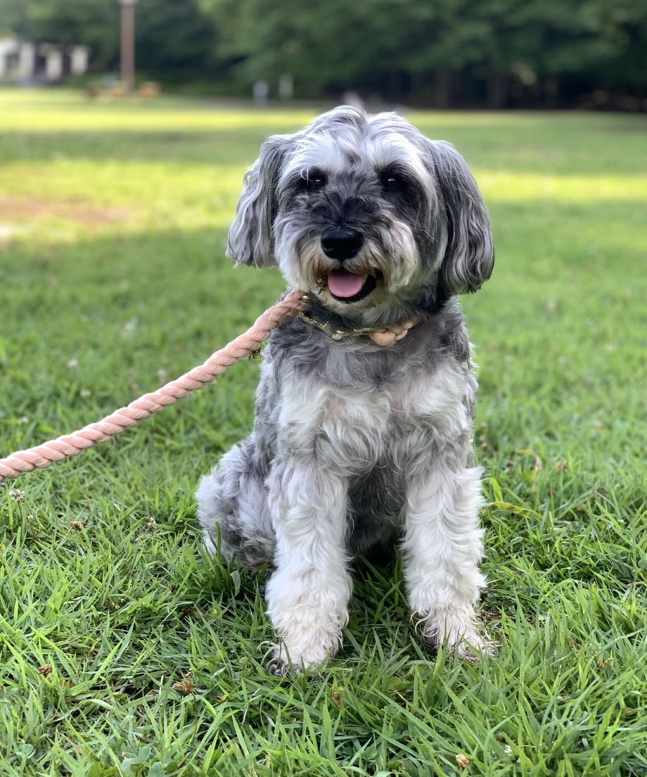 Rope Lead 120cm - SAKURA & Gold