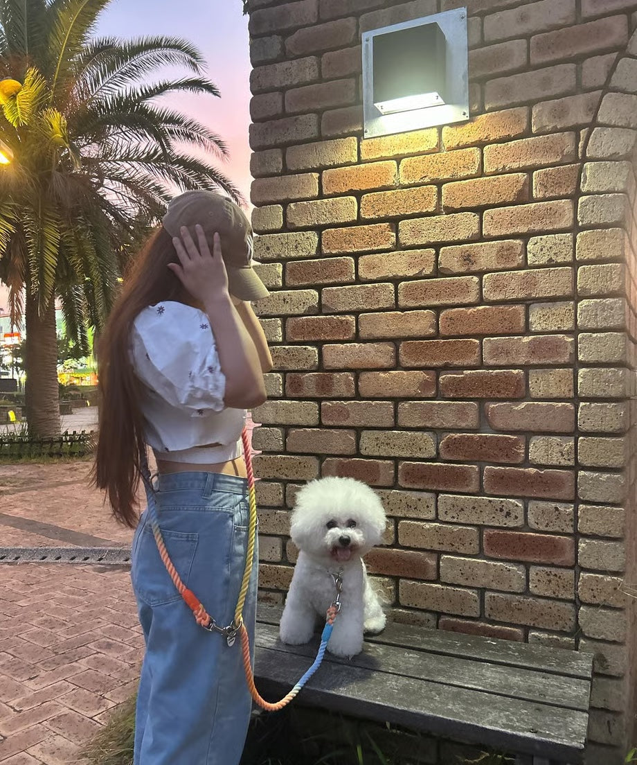 Hands-free rope lead 210cm - RAINBOW & Silver, thick lever hook snap hook