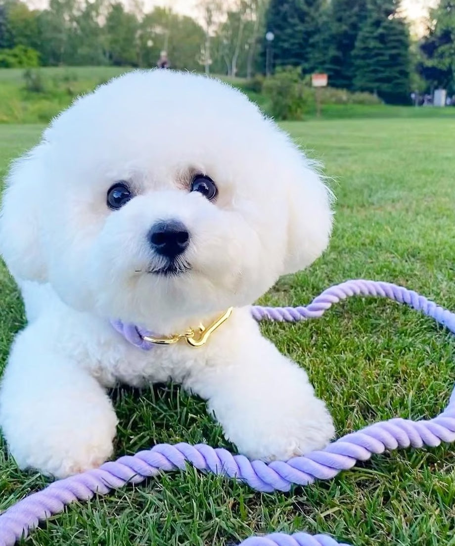 Hands-free rope lead 210cm - SUMIRE & Gold, thick lever hook snap hook