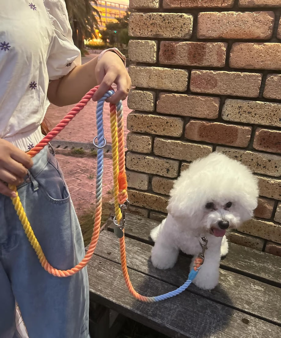 Hands-free rope lead 210cm - RAINBOW & Silver, thick lever hook snap hook