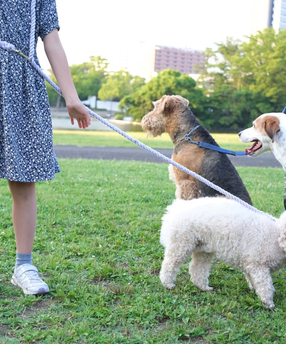 Hands-free rope lead 210cm - SUMIRE & Gold, thick lever hook snap hook