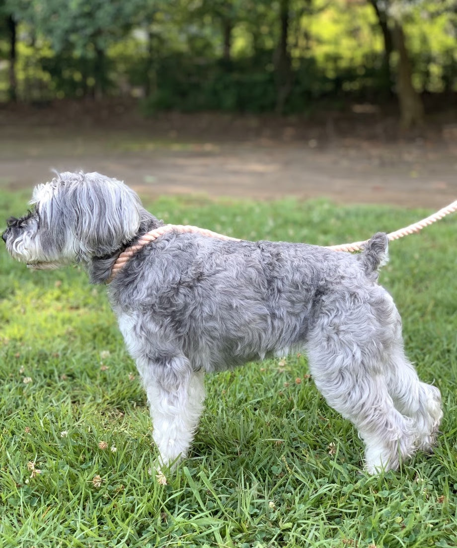 Rope Lead 120cm - SAKURA & Gold