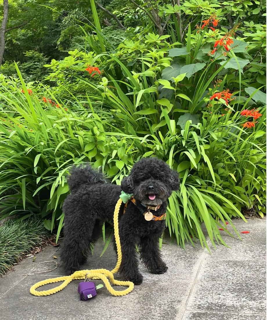 Rope Lead 120cm - LEMON &lt;Silver&gt;