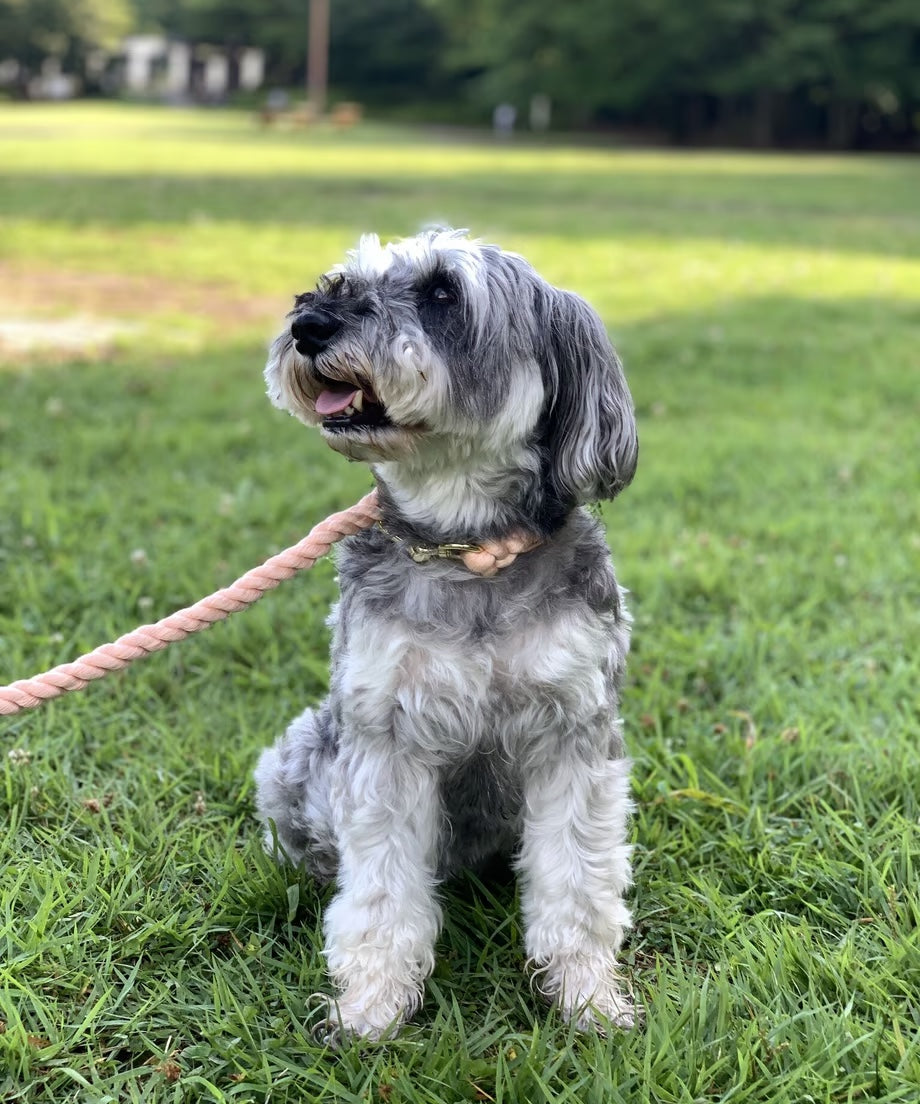 Rope Lead 120cm - SAKURA & Gold