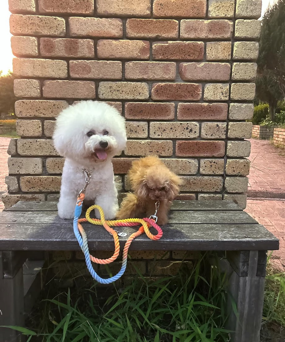 Hands-free rope lead 210cm - RAINBOW & Silver, thick lever hook snap hook