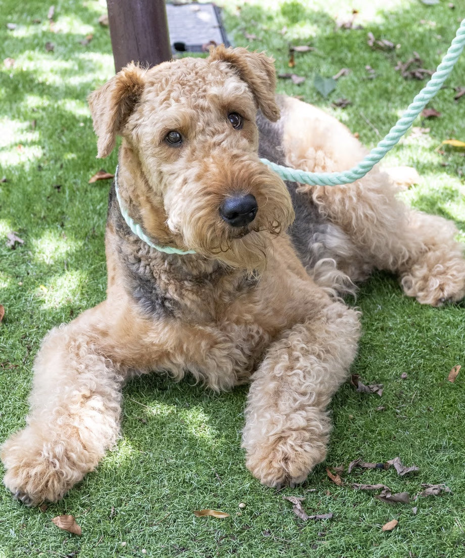 Hands-free rope lead 210cm - WAKABA & Gold, thick lever hook snap hook