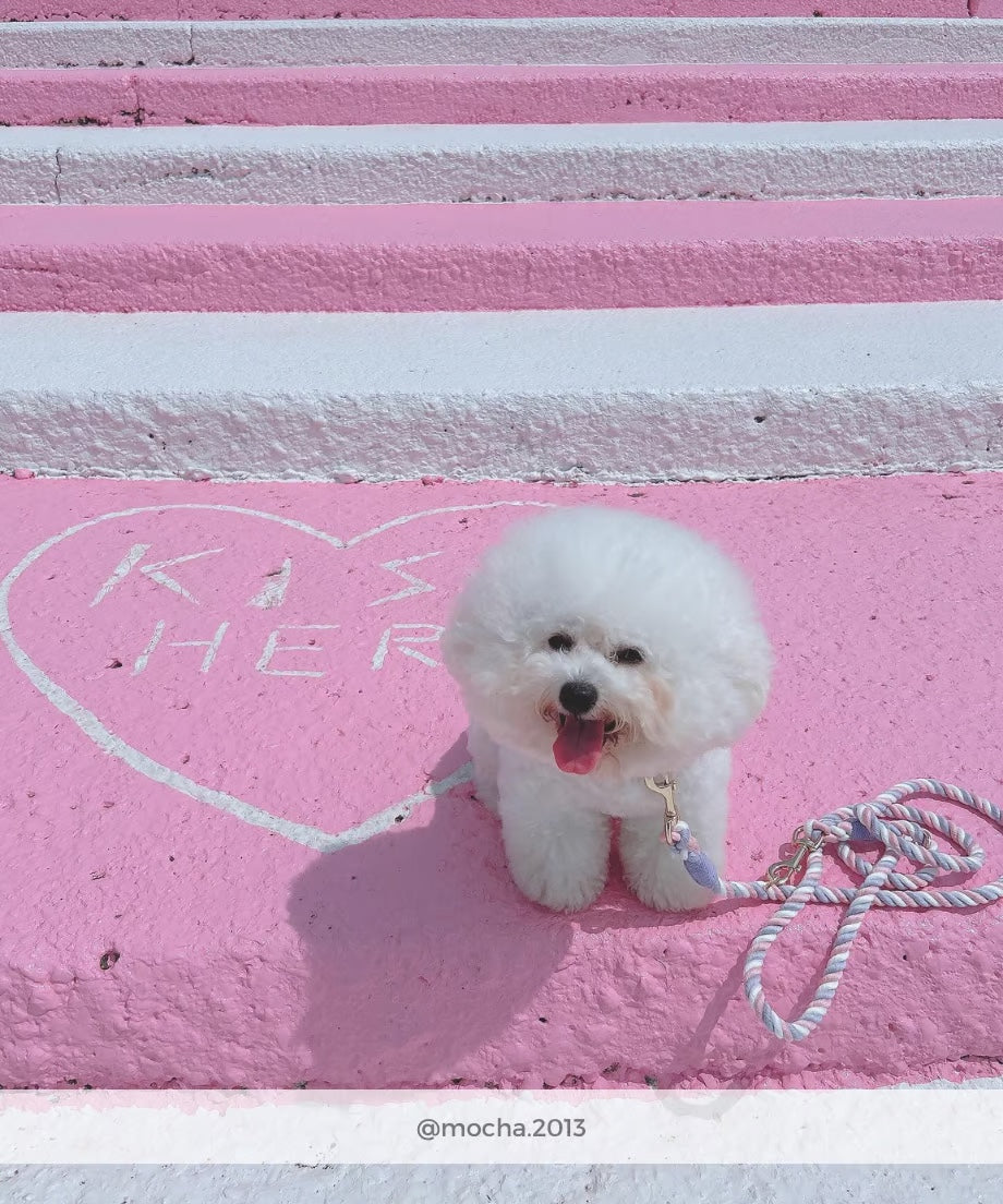 肩掛け ハンズフリーロープリード 210cm - UNICORN/ユニコーン <GOLD>