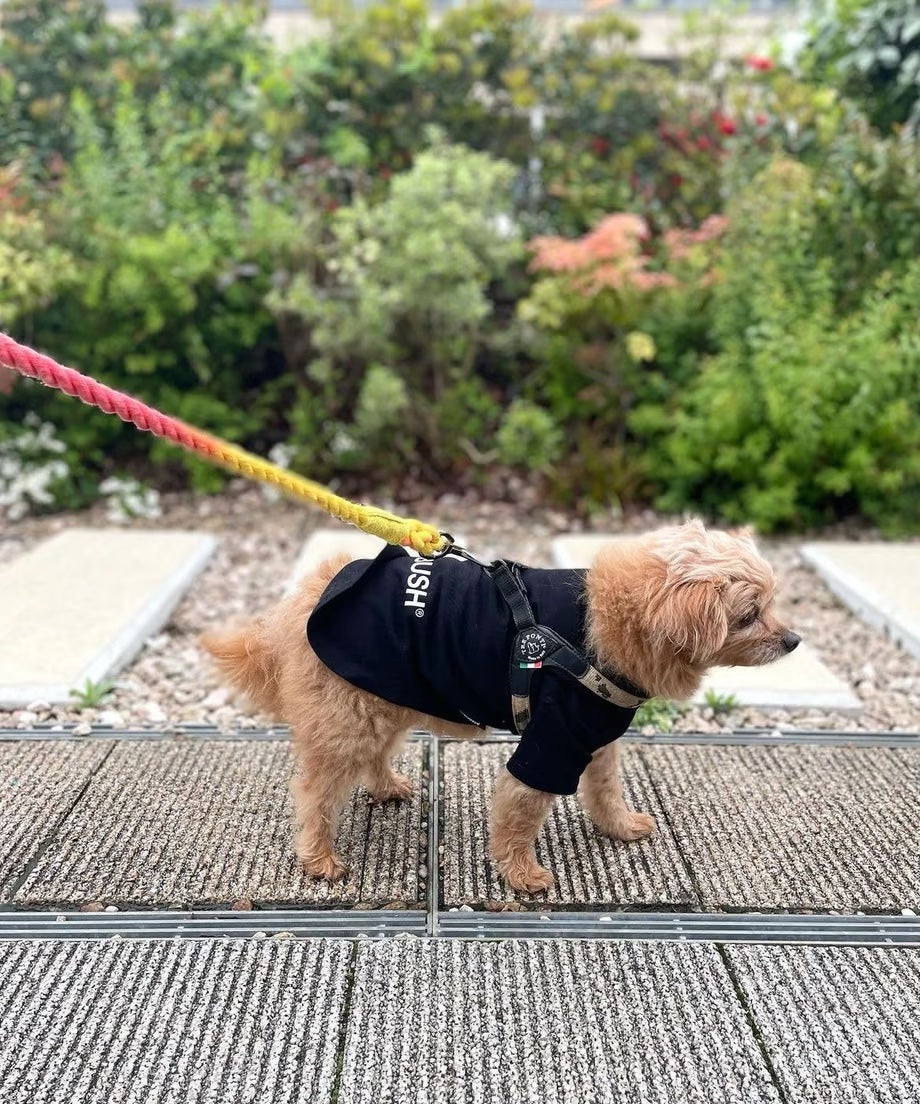 ロープリード 120cm - RAINBOW / レインボー