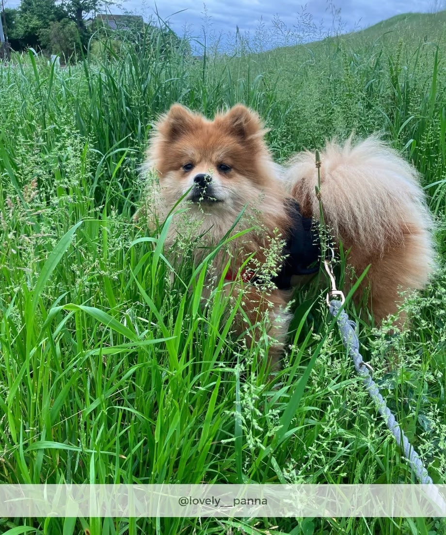 Hands-free rope lead 210cm -GRAY